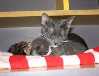 [picture of Jada, a Domestic Short Hair gray/white cat]