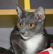 [picture of Jada, a Domestic Short Hair gray/white\ cat] 