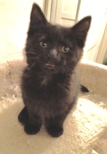 [another picture of Malone, a Domestic Short Hair black\ cat] 