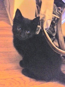 [picture of Malone, a Domestic Short Hair black\ cat] 