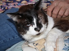 [another picture of Poway Pete, a Ragdoll-x brown/tan/black\ cat] 