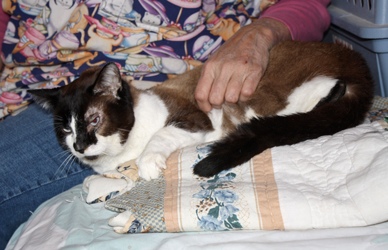 [picture of Poway Pete, a Ragdoll-x brown/tan/black cat]