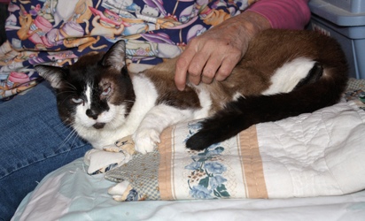 [picture of Poway Pete, a Ragdoll-x brown/tan/black cat]