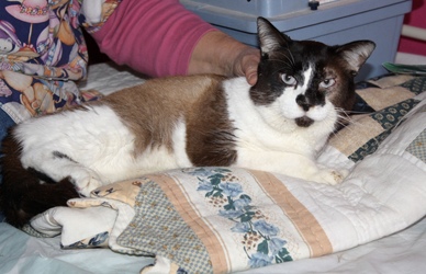 [picture of Poway Pete, a Ragdoll-x brown/tan/black cat]