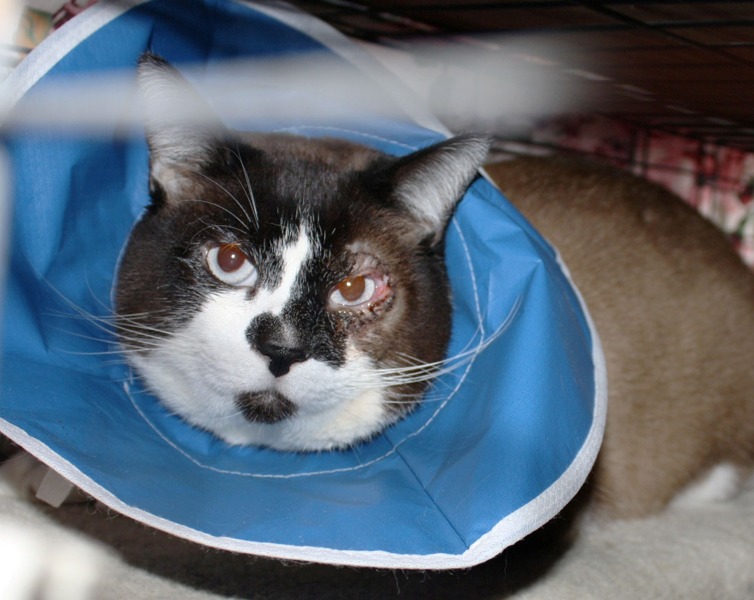 [picture of Poway Pete, a Ragdoll-x brown/tan/black cat]