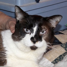 [picture of Poway Pete, a Ragdoll-x brown/tan/black cat]