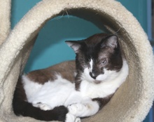 [picture of Poway Pete, a Ragdoll-x brown/tan/black\ cat] 