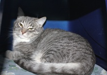 [another picture of Tank, a Domestic Short Hair gray tabby/white\ cat] 