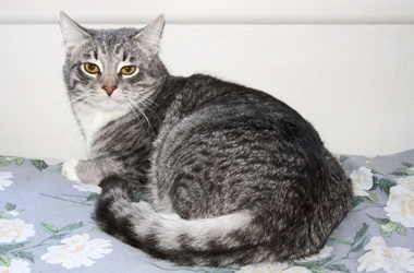 [picture of Tank, a Domestic Short Hair gray tabby/white cat]