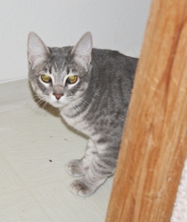 [picture of Tank, a Domestic Short Hair gray tabby/white cat]