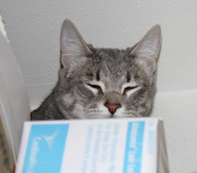 [picture of Tank, a Domestic Short Hair gray tabby/white cat]