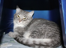 [picture of Tank, a Domestic Short Hair gray tabby/white\ cat] 
