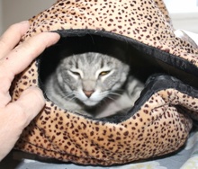 [another picture of Jasmine, a Domestic Short Hair gray tabby\ cat] 