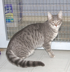 [picture of Jasmine, a Domestic Short Hair gray tabby cat]