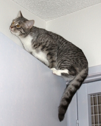 [picture of Jasmine, a Domestic Short Hair gray tabby cat]