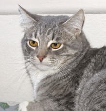 [picture of Jasmine, a Domestic Short Hair gray tabby\ cat] 