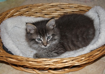 [picture of Smokey, a Domestic Medium Hair gray tabby cat]