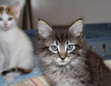 [picture of Smokey, a Domestic Medium Hair gray tabby\ cat] 