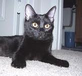 A picture of #NS04180: Zippy a Domestic Short Hair black