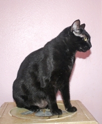 [another picture of Zippy, a Domestic Short Hair black\ cat] 