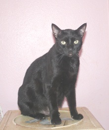 [picture of Zippy, a Domestic Short Hair black cat]