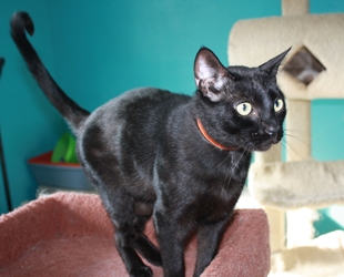 [picture of Zippy, a Domestic Short Hair black cat]