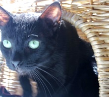 [picture of Zippy, a Domestic Short Hair black cat]