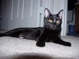 [picture of Zippy, a Domestic Short Hair black\ cat] 