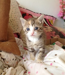 [another picture of Romo, a Domestic Short Hair tortoiseshell tabby/white\ cat] 