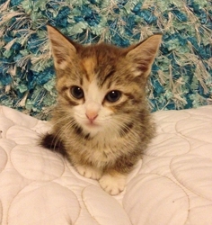 [picture of Romo, a Domestic Short Hair tortoiseshell tabby/white cat]