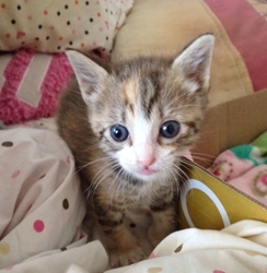 [picture of Romo, a Domestic Short Hair tortoiseshell tabby/white cat]