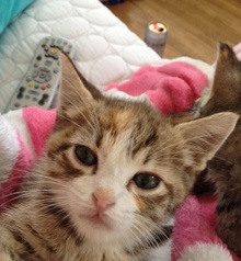 [picture of Romo, a Domestic Short Hair tortoiseshell tabby/white\ cat] 