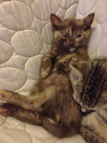 [another picture of Oakley, a Domestic Short Hair smoke tortoiseshell\ cat] 