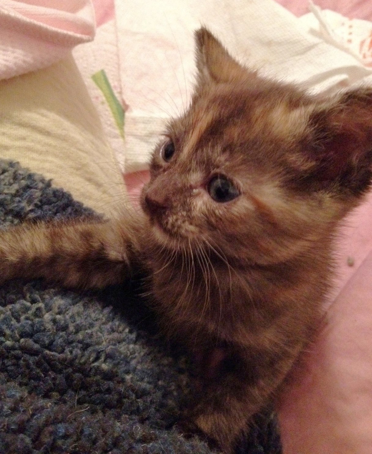 [picture of Oakley, a Domestic Short Hair smoke tortoiseshell cat]