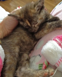 [picture of Oakley, a Domestic Short Hair smoke tortoiseshell cat]