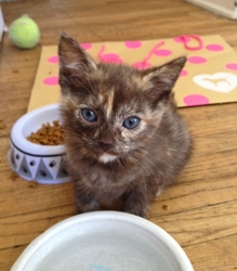 [picture of Oakley, a Domestic Short Hair smoke tortoiseshell cat]