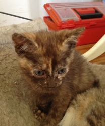 [picture of Oakley, a Domestic Short Hair smoke tortoiseshell cat]