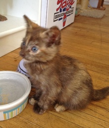 [picture of Oakley, a Domestic Short Hair smoke tortoiseshell\ cat] 