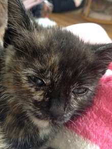 [another picture of Kansas, a Domestic Short Hair chocolate tortoiseshell\ cat] 