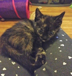 [picture of Kansas, a Domestic Short Hair chocolate tortoiseshell cat]