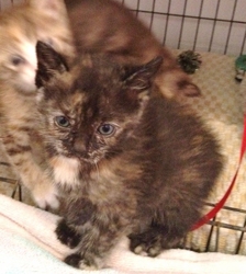 [picture of Kansas, a Domestic Short Hair chocolate tortoiseshell cat]