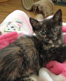 [picture of Kansas, a Domestic Short Hair chocolate tortoiseshell\ cat] 