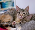 [picture of Mavericks, a Domestic Short Hair light brown/smoke torbie cat]