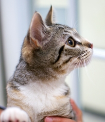 [picture of Mavericks, a Domestic Short Hair light brown/smoke torbie cat]