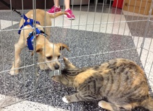 [picture of Mavericks, a Domestic Short Hair light brown/smoke torbie cat]