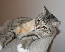 [another picture of Mavericks, a Domestic Short Hair light brown/smoke torbie\ cat] 