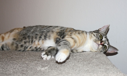 [picture of Mavericks, a Domestic Short Hair light brown/smoke torbie cat]