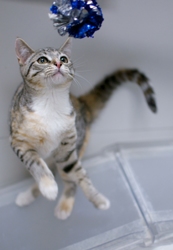 [picture of Mavericks, a Domestic Short Hair light brown/smoke torbie cat]