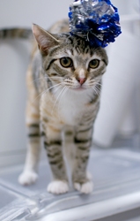 [picture of Mavericks, a Domestic Short Hair light brown/smoke torbie cat]