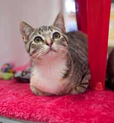 [picture of Mavericks, a Domestic Short Hair light brown/smoke torbie cat]